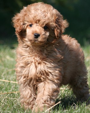 Miniature poodle puppy